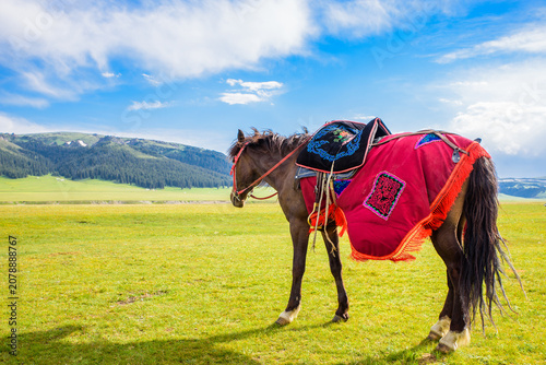 Cuadro en lienzo Close-up of a Steed on the Grassland at Sayram Lake, Xinjiang, China