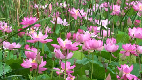 lotus flowers blooming in the lake of the summer park 