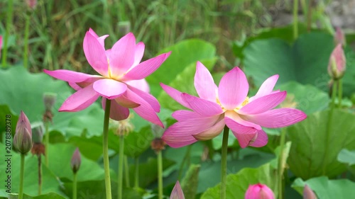 lotus flowers blooming in the lake of the summer park 