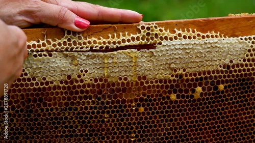 Beekeeper uncapping a honeycomb frame with a knife as fresh golden honey flows out. Natural honey harvesting at an apiary. Organic beekeeping and healthy sweet food concept.