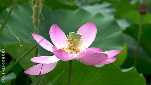 lotus flowers blooming in the lake of the summer park 