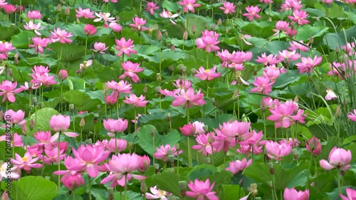 lotus flowers blooming in the lake of the summer park 
