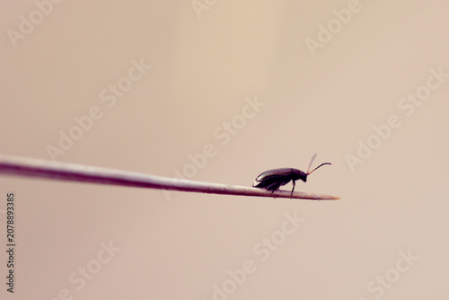 Canvas Print Beetle on a blade of grass by the sea on the beach in summer