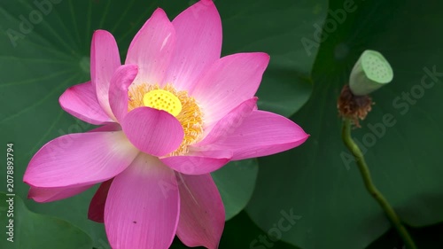 lotus flowers blooming in the lake of the summer park 