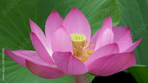 lotus flowers blooming in the lake of the summer park 
