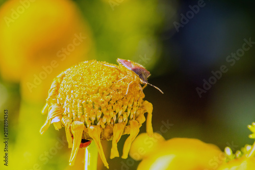 Foto True Bugs: Insects on a Yellow Flower