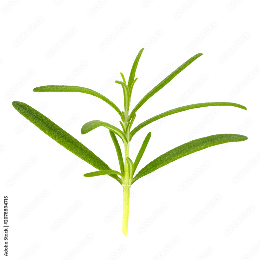 Fototapeta premium Rosemary herb isolated on white background