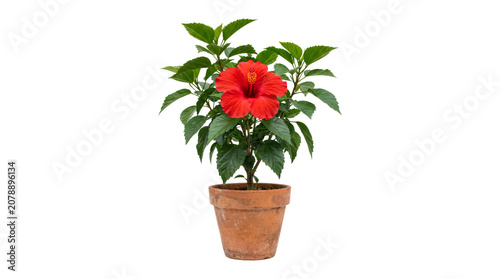 Single vibrant red hibiscus flower in full bloom with lush green leaves planted in a rustic terracotta clay pot isolated on a clean white background, for display