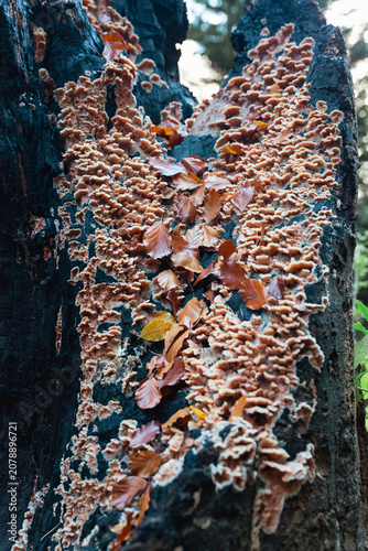 Canvastavla Coral-Colored Bracket Fungus Growing on Dark Tree Bark with Autumn Leaves