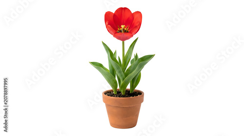 Single red tulip flower with smooth petals and green leaves planted in a terracotta clay pot isolated on a plain white background, for spring floral decoration