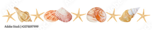 Bild auf Leinwand Muscheln und Seesterne  Hintergrund transparent PNG cut out