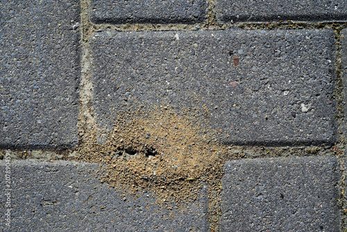 Принти на полотні Ants are undermining the pavement of a patio or path by digging sand out of the