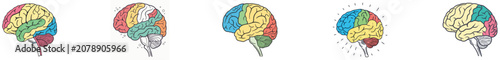 Colorful segmented brain diagrams on white background