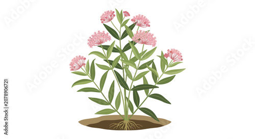 Pink swamp milkweed plant showing green leaves and roots