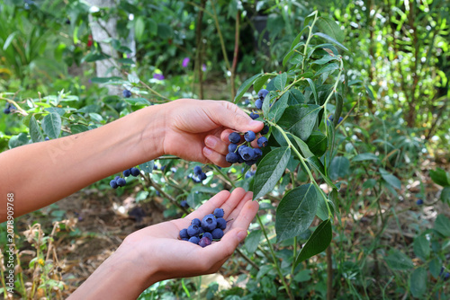 Foto Harvesting fresh blueberries in a shady garden during summer season