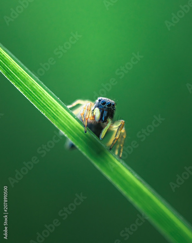 Spider
