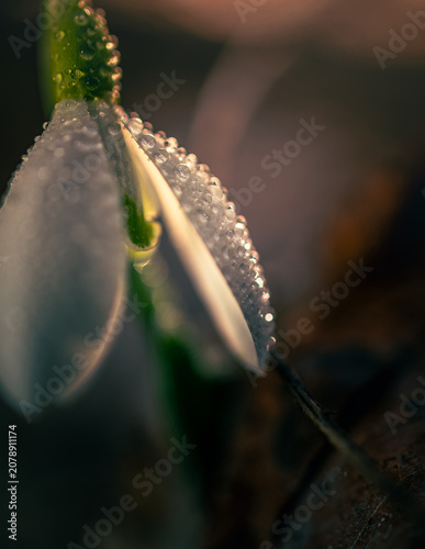 Snowdrop