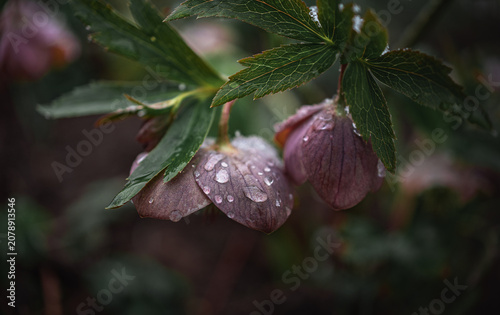 Garden flower