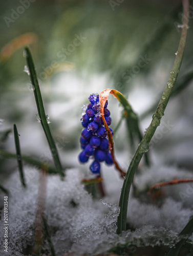 Garden flower