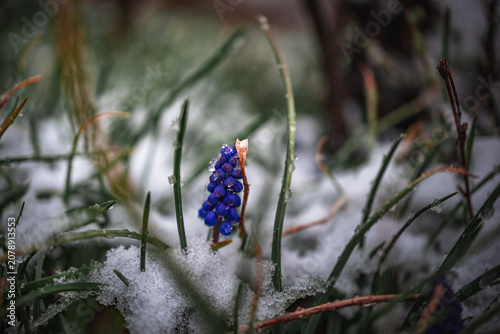 Garden flower