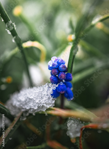 Garden flower