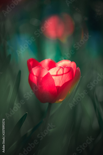 Tulip