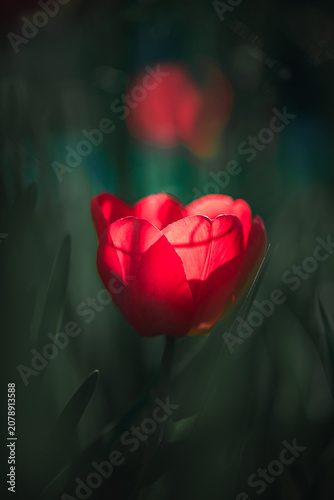 Tulip