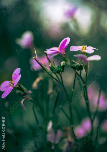 Garden flower