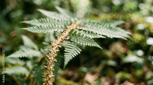 Macro photography of a Polystichum setiferum fern frond. Close up of green leaflets and scaly stem with blurred forest background