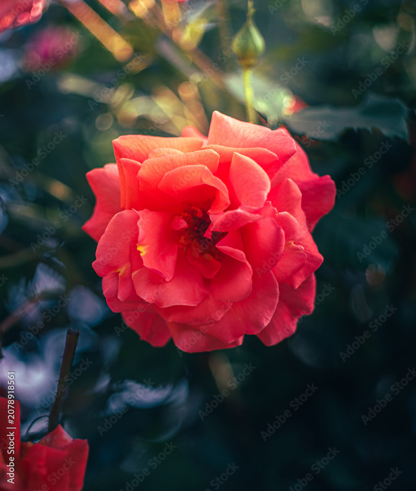 Obraz premium Rose
