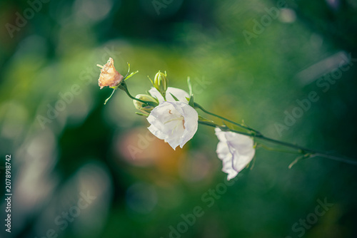 Garden flower