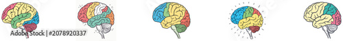 Colorful segmented brain diagrams on white background