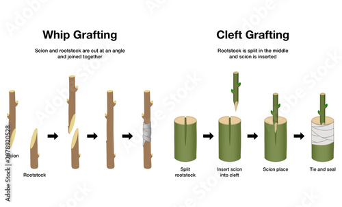 Educational biology diagram comparing whip grafting and cleft grafting methods, illustrating step by step process of cutting, splitting, inserting scion, and binding to rootstock