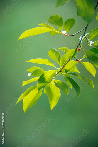 Nature beauty