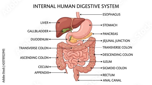 Detailed educational illustration of internal human digestive system anatomy