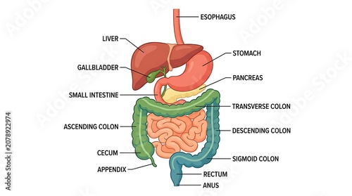 Foto Detailed labeled scientific diagram of human digestive system anatomy
