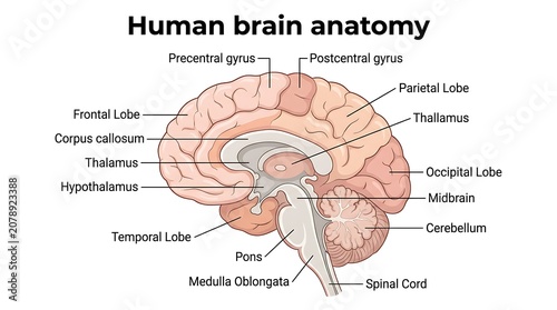Educational medical illustration of human brain anatomy with labeled structures