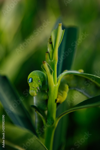 Oleander hawk-moth caterpillar feeding on oleander leaves.

