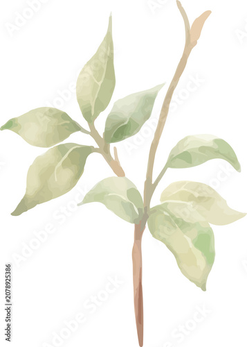 Soft Blushing Greenery Foliage Watercolor