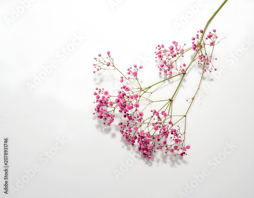 Delicate Pink Babys Breath Flowers on a Clean White Background.
