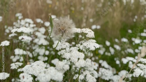 Bocksbart-Pusteblume vor blühender Schafgarbe auf sommerlicher Wildblumenwiese | Hochformat