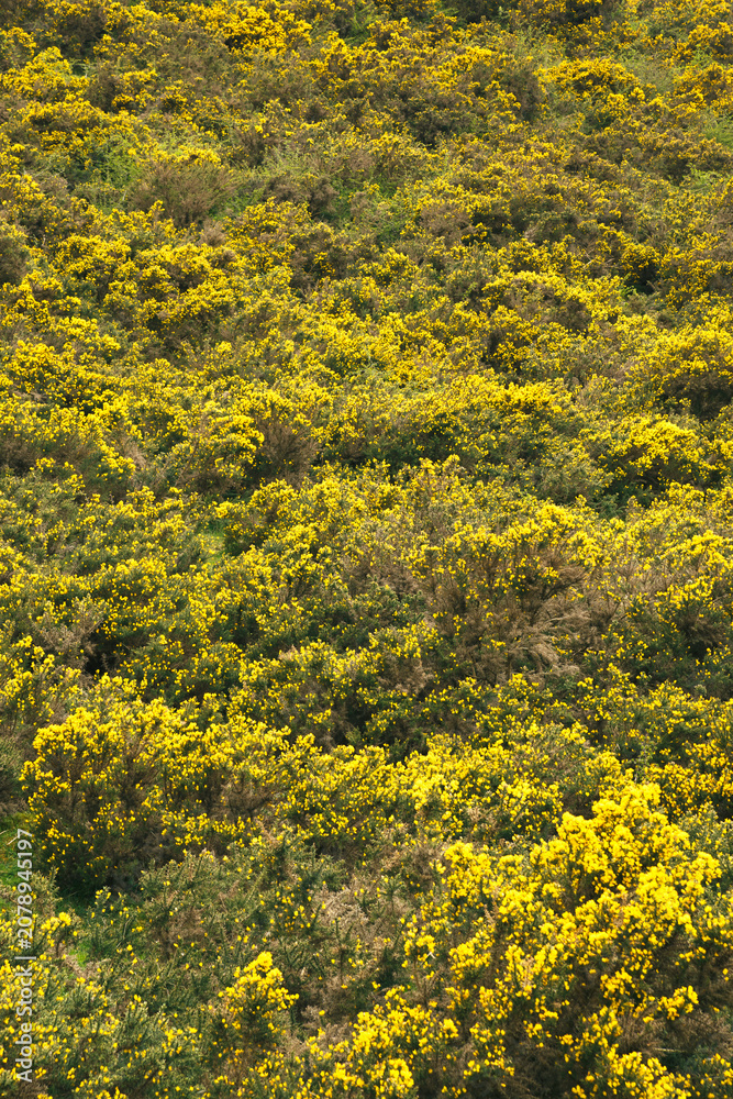 Obraz premium Flowering Yellow Gorse Bushes Covering Hillside in Spring Peak District