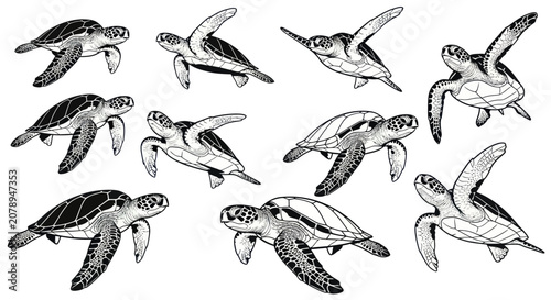 Fotografie Set of sea turtles swimming in various poses with detailed line art