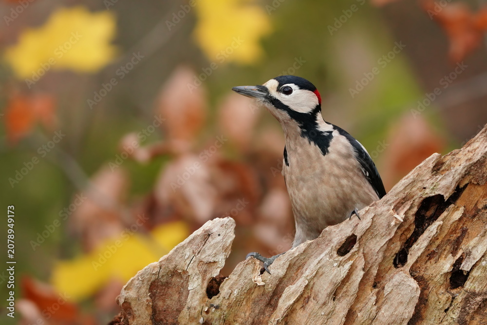 Obraz premium Portrait of a great spotted woodpecker. Dendrocopos major