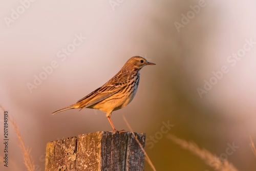 Photography A Meadow pipit sits sits on a wooden post in a field