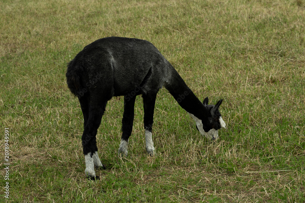 Fototapeta premium alpaka tier natur lama