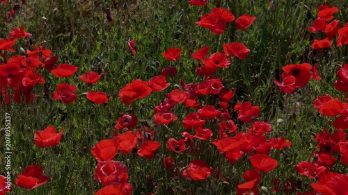 Sunny countryside scene with countless red poppies flowering across a large field and insects flying between petals