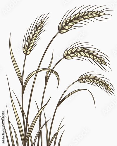 Wheat Stalks With Golden Heads Vector Illustration On White Background