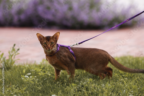 An Abyssinian cat, wearing a purple harness, pauses on a red brick path amid a sea of vibrant lavender flowers. Perfect for theme of wellness, pet lifestyle, and outdoor tranquility.