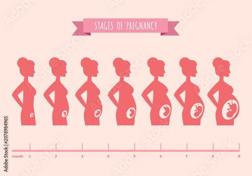 Schilderij op canvas Illustrated stages of pregnancy progression shown month by month with silhouette